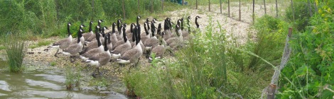 Herding geese